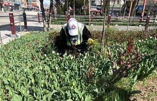 Sincan’da laleler baharı müjdeledi