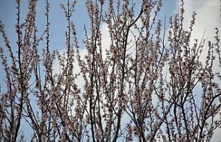 Şırnak dağları sarıya büründü