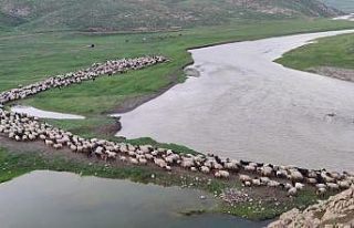 Şırnak’ta yaylalara akın başladı