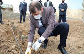 Sivas lavanta bahçesi olacak