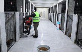 Sokak hayvanları bakımevinin kanatları altında