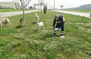 Sokak hayvanları beslenildi