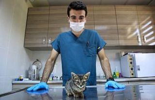 Sokak hayvanları Buca’da yalnız değil