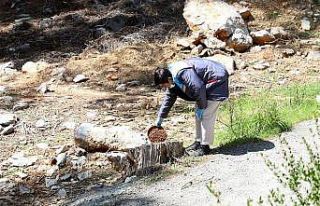 Sokak hayvanları güvende