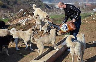Sokak hayvanları unutulmadı