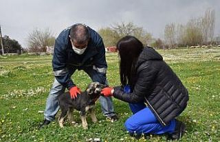 Sokak hayvanları Yunusemre Belediyesine emanet
