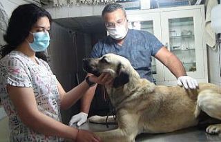 Sokak köpeğine bıçakla saldırdılar, öldüremeyince...
