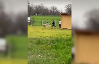 Sokak köpeklerini önce dövüştürdüler, sonra...