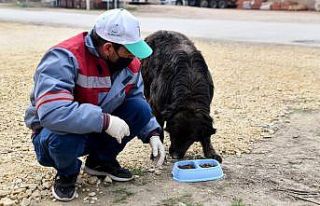 Sokaktaki canlar unutulmuyor