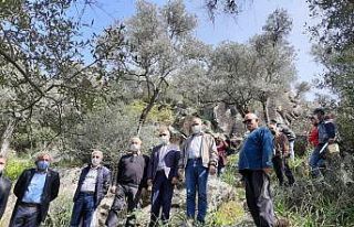 Söke’de 25 bin dekar delice zeytin alanı, üretime...