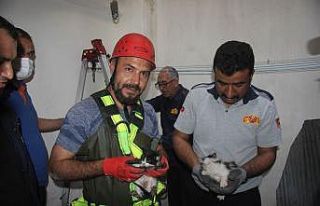 Su kuyusuna düşen 2 yavru kedi kurtarıldı