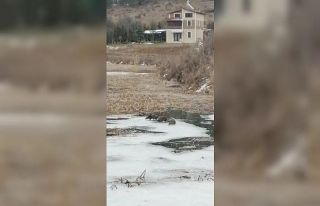 Su samurlarının oyunu renkli görüntüler oluşturdu