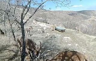 Su ve yiyecek ihtiyacını karşılayan dağ keçileri,...