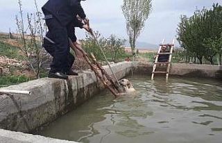 Sulama havuzuna düşen 3 köpeği itfaiye kurtardı