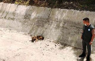 Sulama kanalında, yaralı halde bulunan Çakal, kurtarılamadı
