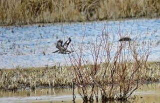 Sultan Sazlığı’nda ilk defa Alaca Yalıçapkını...