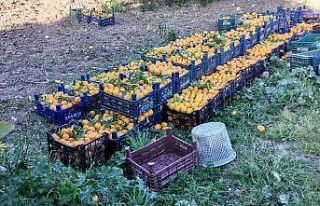 Suriyeli işçi çalıştırıp narenciye çalarken...