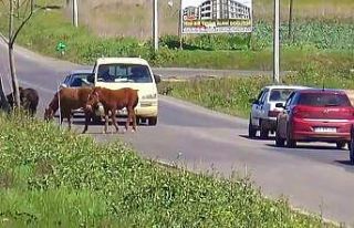 Sürücülerin atlarla imtihanı