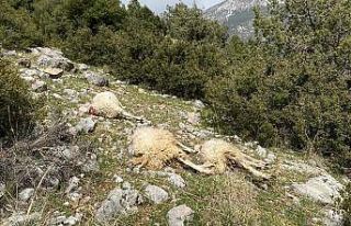 Sürüye saldıran kurt 13 koyunu telef etti