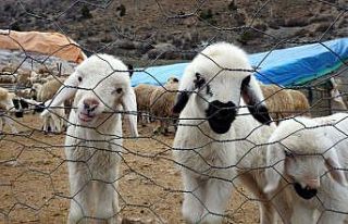 Süt kuzuları günde 2 defa anneleriyle buluşturuluyor