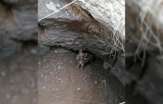Tahıl kuyusunda mahsur kalan yaban domuzu kurtarıldı