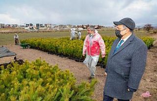 Talas’a 100 bin ağaç daha