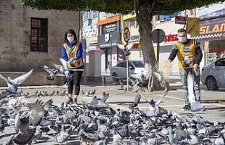 Tam kapanmada sokak hayvanları aç ve susuz kalmayacak