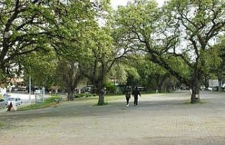 Tarihi meşeler baharın müjdecisi oldu