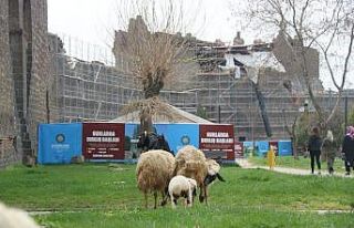 Tarihi sur dipleri hayvanların otlama yeri oldu