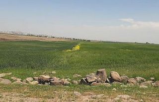 Tarıma elverişli arazilerde taşlar toplandı başaklar...