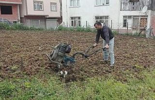 Tarlalarda çapalama işlemi başladı