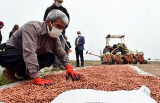 Tarsus’ta yerli tohum üretimi yaygınlaştırılıyor