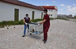 Tedavisi tamamlanan tavşan, kerkenez ve baykuş doğaya...