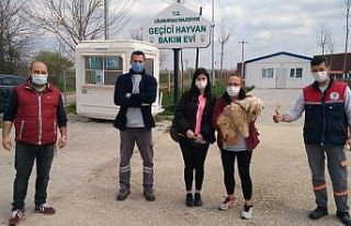 Terk edilmişti, şimdi yeni yuvasında