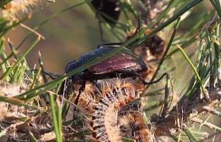 Terminatör böcekler işbaşında