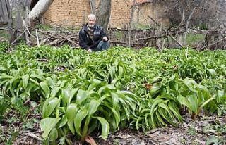 Ters lale iklim değişikliğine yenildi