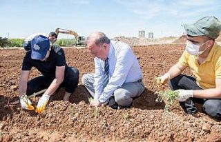 Tıbbi ve aromatik bitki fideleri toprakla buluştu