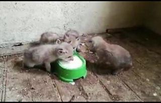 Tilki yavruları koruma altına alındı