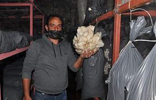 Tır şoförlüğünden mantar üretimine