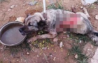 Tırın çarptığı köpek hayvan hastanesine kaldırıldı