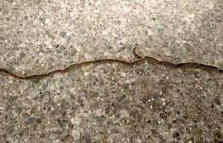 Tırtılların kelebeğe dönüşme yolculuğu