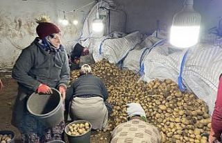TMO patates alımlarına başladı