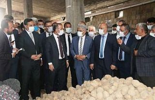 TMO’nun patates alımı Ahlat çiftçisine can suyu...