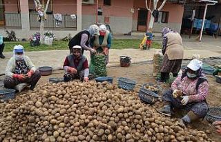 TMO’nun patates alımı Manisalı çiftçilerin...