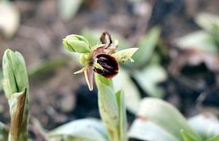 Topraktan çıkan altın: “Salep”