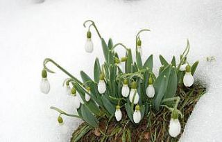Torosların gelinliği kardelenler karların arasından...
