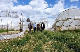 Tosya’da Seralar Kontrol Edildi
