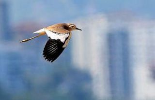 Trabzon’da ilk kez fotoğraflandı