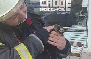 Trafo binasına sıkışan Ebabil kuşu itfaiye tarafından...