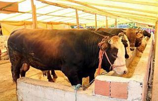 Trakya’ya kurbanlık hayvan sevkiyatına kısıtlama